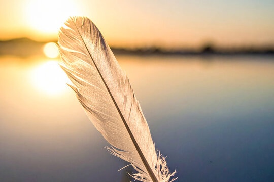 feather on the grass