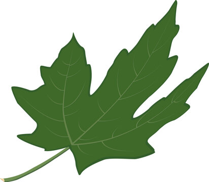 Green maple leaf clipart with curved down effect. Elegant vector element symbolizing nature and freshness. Perfect for eco projects, spring patterns, cards, stickers, and decorative designs.