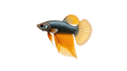 Colorful fish with vibrant orange fins and sleek body swimming gracefully in water. This aquatic creature showcases beauty and elegance