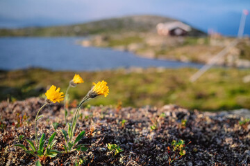 Mountain hawkweed (Hieracium)