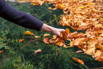 Laub im Herbst vom Netz &uuml;ber einem Gartenteich wegnehmen