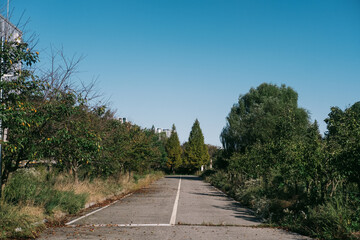 road in the forest