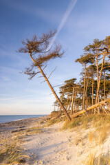 Weststrand auf dem Dar&szlig; in der N&auml;he von Ahrenshoop an der Ostsee