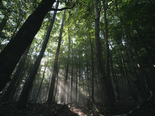 光芒の森