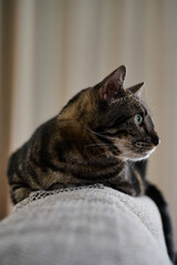 Meeko the Cat Gallery © Cody