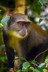 The blue monkey or diademed monkey (Cercopithecus mitis) portrait of an adult female.