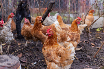 Group of brown chickens walking in a muddy backyard farm area. Rural life scene with hens foraging and exploring outdoors in natural light.