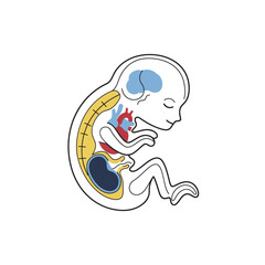 Illustration of a Developing Human Embryo with Internal Organs.