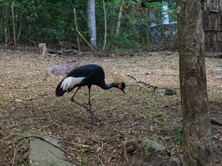 A Grey Crowned Crane walks on leaf-covered ground in a fenced, forested enclosure, showcasing its...