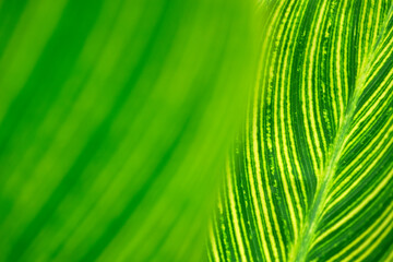 Close up of  textured and fresh green leaves of Canna Indica plant.