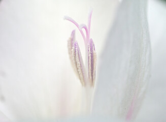 Pink Gladiolus flower closeup