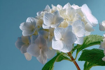 White and pale blue hydrangea flower cluster light blue