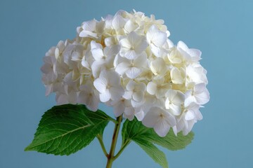 White Hydrangea Flower with Green Leaves on Blue Background