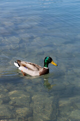 ducks swimming in a swiss lake 