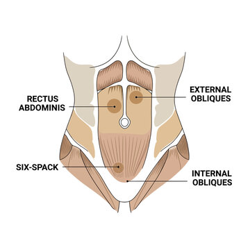 Anatomical Diagram of Human Abdominal Muscles with Labels.