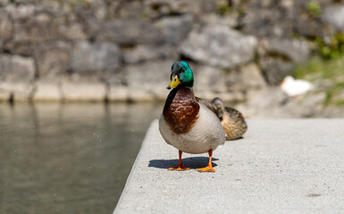 ducks swimming in a swiss lake 