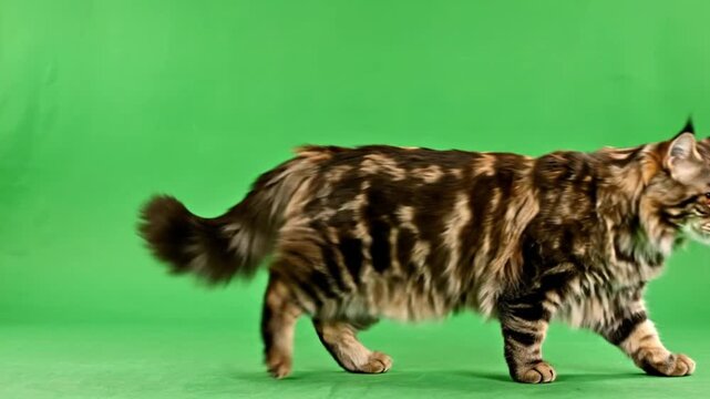 Maine Coon Cat Walking on Green Background