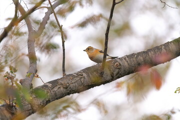 木に止まったアトリ
