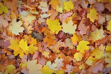 Autumn background. Beautiful colorful leaves in nature with the sun. Seasonal concept outdoors in autumn park.