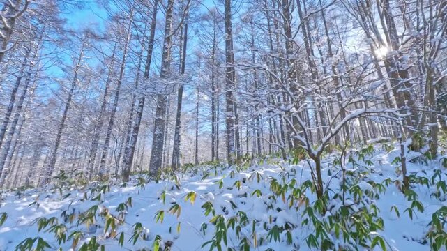 冬景色　車載カメラの映像