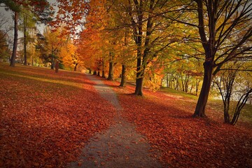 Beautiful colourful autumn landscape in the Czech Republic. Colorful trees in nature in autumn season. Seasonal concept for outdoor activities.