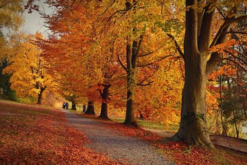 Beautiful colourful autumn landscape in the Czech Republic. Colorful trees in nature in autumn season. Seasonal concept for outdoor activities.