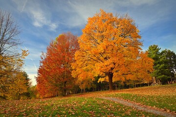 Autumn background with colorful trees. Nature with landscape. Seasonal concept for fall.