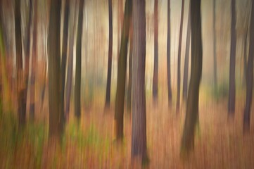 Trees in the forest with fog. Blurred - photographed with movement as art. Concept for landscape with winter nature. Cold weather with fog in winter time.