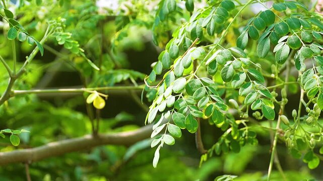 Fresh green Moringa oleifera or Moringa oleifera leaves blowing in the wind. Moringa leaves are widely used for herbal medicine