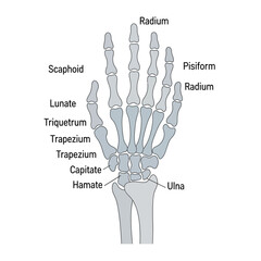 Detailed Human Hand Skeleton Anatomy with Bone Labels.