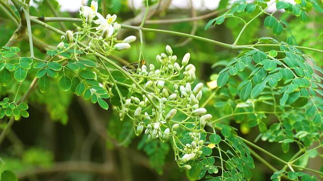 moringa oleifera, growing moringa tree at home, nutritional value of fresh moringa leaves.Fresh green Moringa oleifera or Moringa oleifera leaves blowing in the wind. 