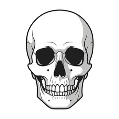 Fototapeta premium Detailed Skull Illustration with Intricate Bone Structure and Shading.