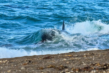 Killer Whale, Orca, hunting a sea lion pup, Peninsula Valdes, Patagonia Argentina