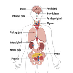 Obraz premium Diagram of the Human Endocrine System and Glands.
