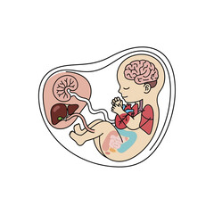 Fetus in the womb showing internal organs and development stages.