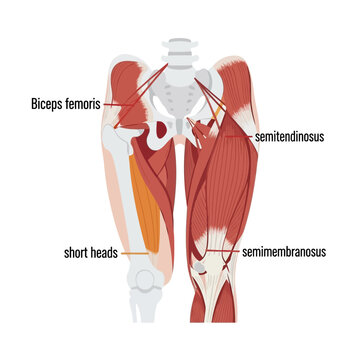 Hamstring Muscles Anatomy - Biceps Femoris, Semitendinosus, Semimembranosus, and Short Heads.