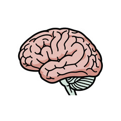 Human Brain Illustration Side View Detailed Anatomy.