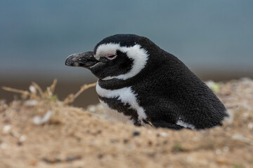 Magellanic penguin, Caleta Valdes, peninsula Valdes, Chubut Province, Patagonia Argentina