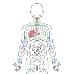 Human Lymphatic System and Organs Diagram.