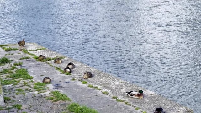 Group of wild ducks resting peacefully on a stone riverside near calm blue water, surrounded by patches of green grass and natural textures, representing tranquil wildlife in urban riverside setting