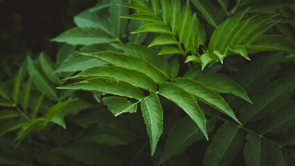 Green leaves foliage background. Luxury green forest leaves close up wallpaper background. eco . forest. soft green pastel natural background.