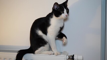 Cute kitten sitting on warm radiator and licking its paw, cozy home atmosphere and adorable pet grooming during winter season