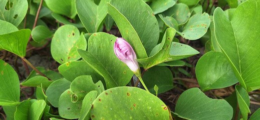Pink Flower Bud Among Green Leaves in Natural Environment