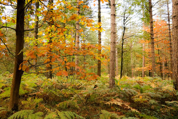 Balade en forêt
