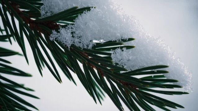 A cinematic slow-motion shot of snowflakes landing on pine branches.
