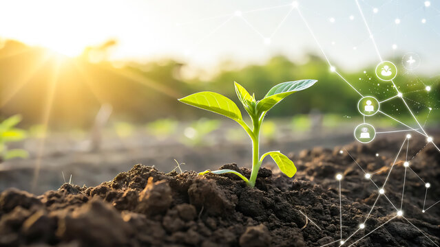 Young green seedling growing in dark soil with sun flare and network overlay plant growth