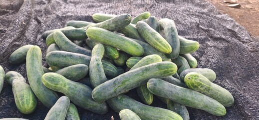 Fresh Harvested Cucumbers Piled Together on the Ground