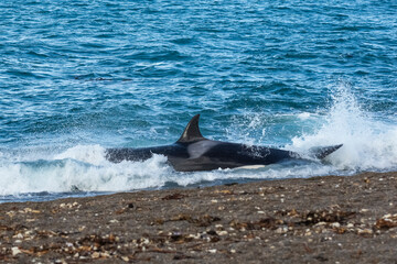 Fototapeta premium Killer Whale, Orca, hunting a sea lion pup, Peninsula Valdes, Patagonia Argentina