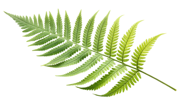 fresh green natural fern leaf isolated on white or transparent png
