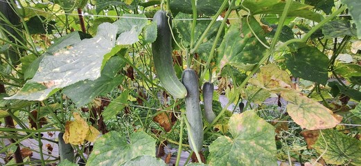 Cucumber Plant in Garden with Fresh Growing Vegetables